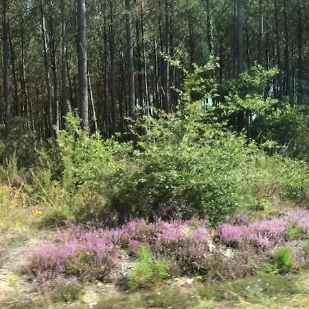 Chêne Liège Moliets-et-Maa