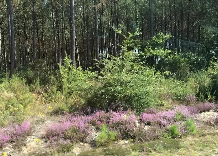 Chene Liege Moliets-et-Maa