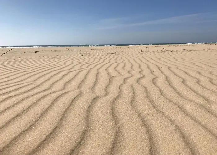 Chene Liege * Moliets-et-Maa